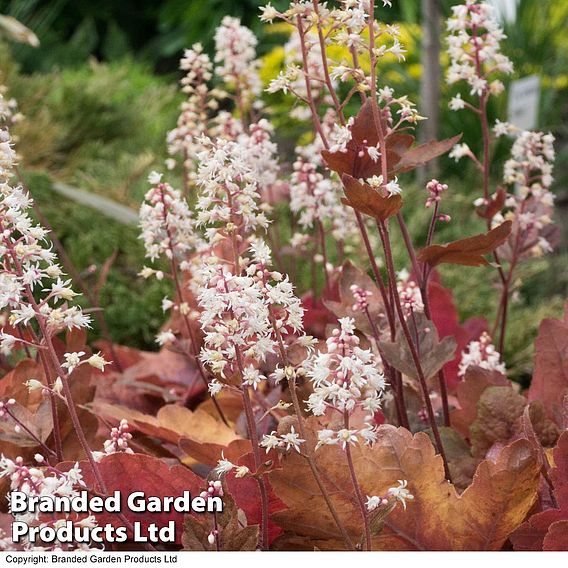 Heuchera 'Caramel'