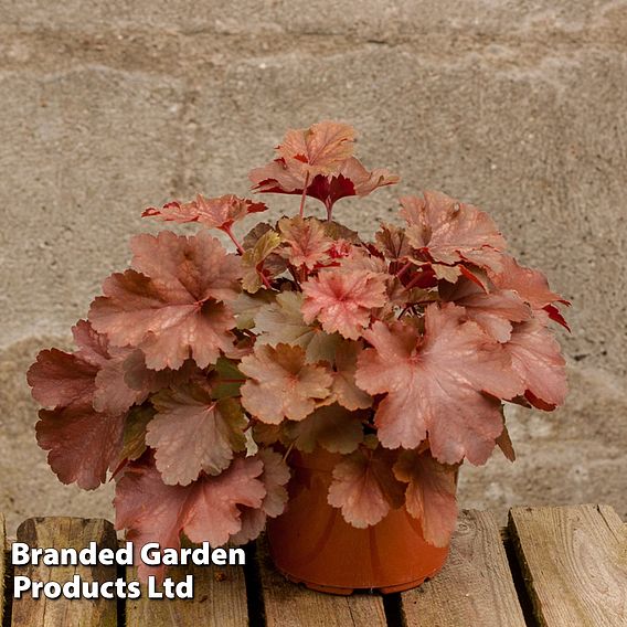 Heuchera 'Cherry Cola'