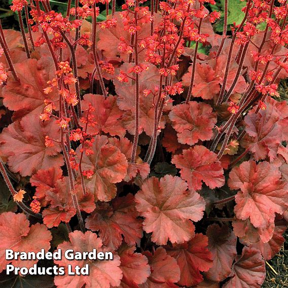 Heuchera 'Cherry Cola'