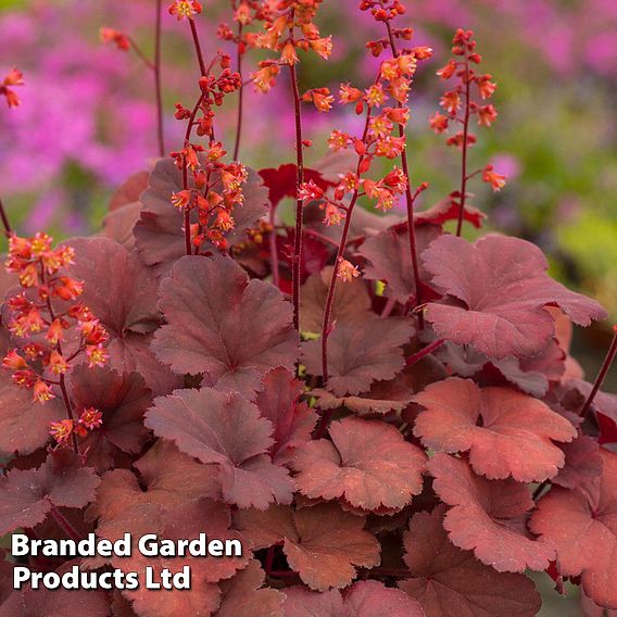 Heuchera 'Cherry Cola'