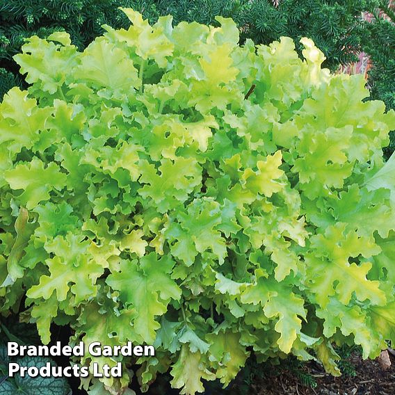 Heuchera 'Lime Marmalade'