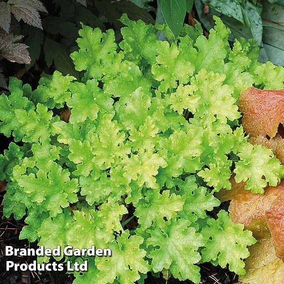 Heuchera 'Lime Marmalade'