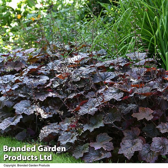 Heuchera 'Plum Pudding'