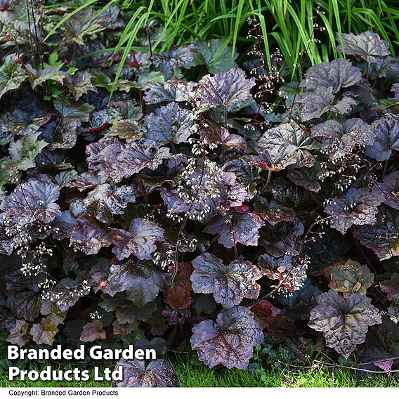 Heuchera 'Plum Pudding'