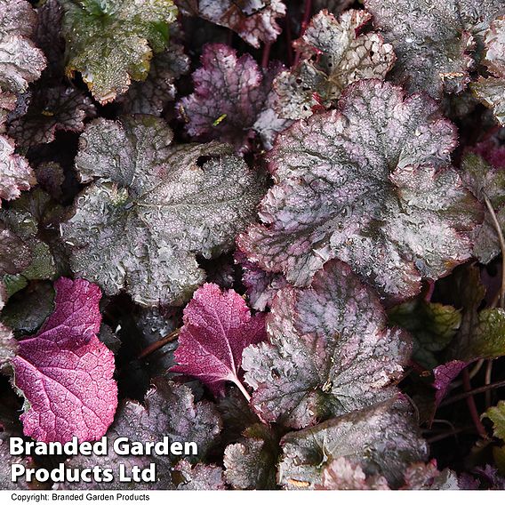 Heuchera 'Plum Pudding'