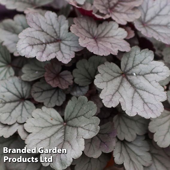 Heuchera 'Silver Gumdrop'