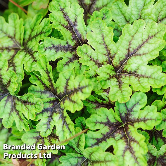 Heucherella 'Tapestry'