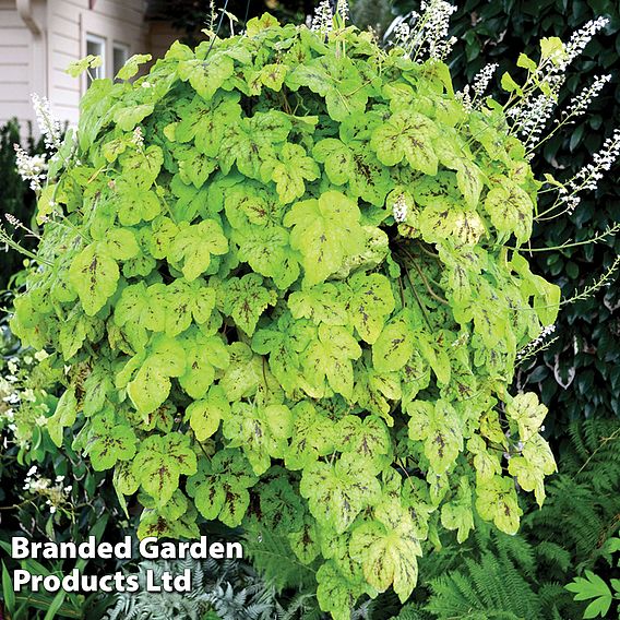 Heucherella 'Trailing Yellowstone Falls'