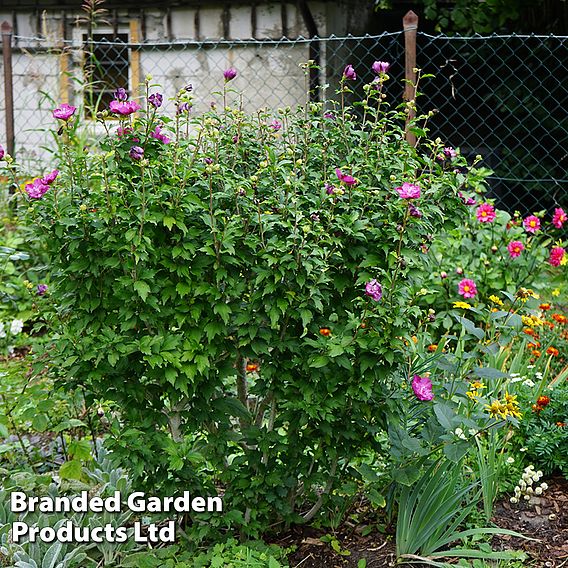 Hibiscus syriacus 'French Cabaret Purple'