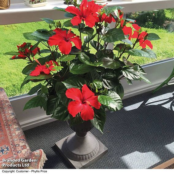 Hibiscus 'Festive Flair' - Gift