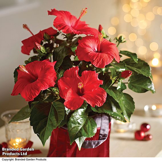 Hibiscus 'Festive Flair' - Gift