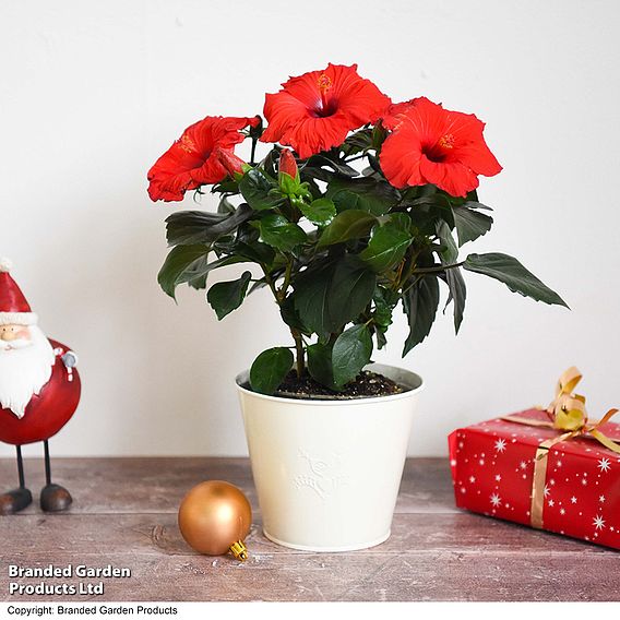 Hibiscus 'Festive Flair' - Gift