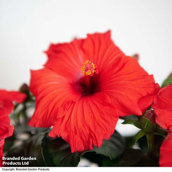 Hibiscus 'Festive Flair' - Gift