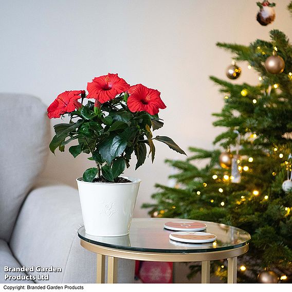 Hibiscus 'Festive Flair' - Gift