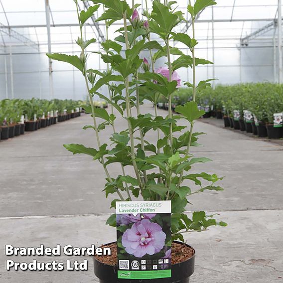 Hibiscus syriacus 'Lavender Chiffon'