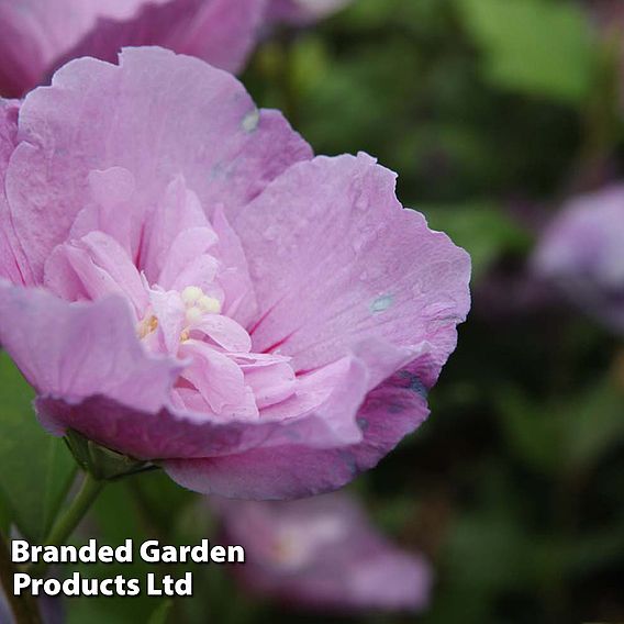 Hibiscus syriacus 'Lavender Chiffon'