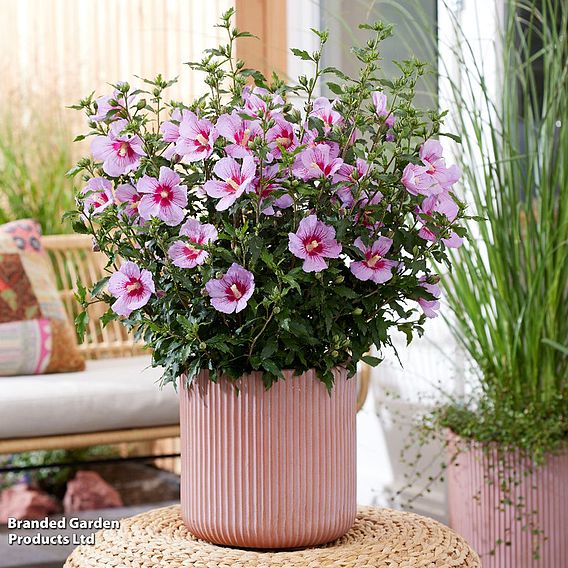 Hibiscus syriacus 'Little Legends Pink'