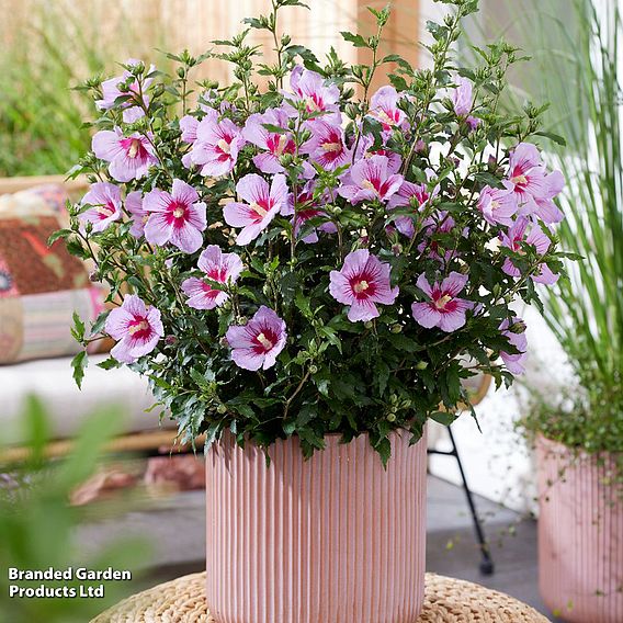 Hibiscus syriacus 'Little Legends Duo'