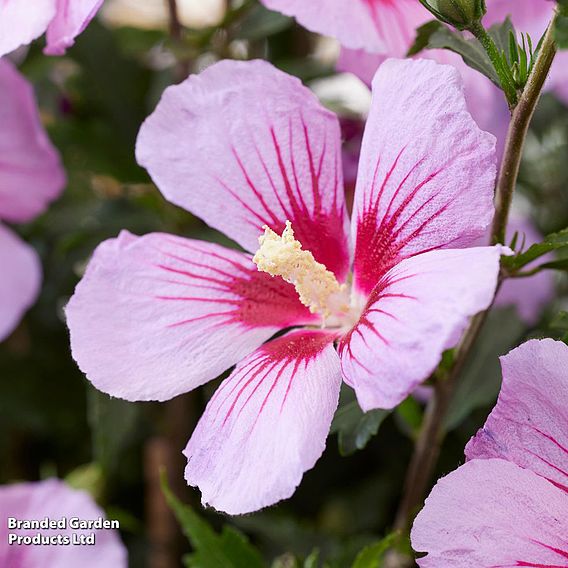 Hibiscus syriacus 'Little Legends Pink'