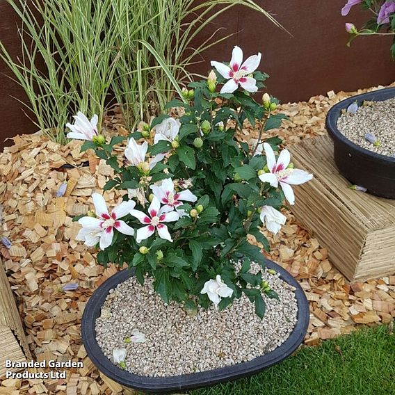 Hibiscus syriacus 'Little Legends Duo'