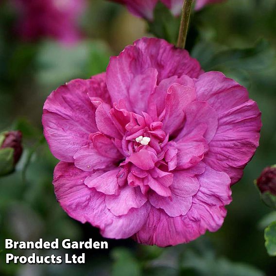 Hibiscus syriacus 'Magenta Chiffon'