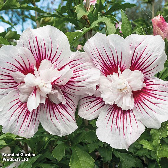 Hibiscus 'Starburst Chiffon'