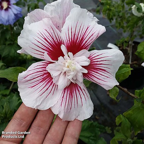 Hibiscus 'Starburst Chiffon'