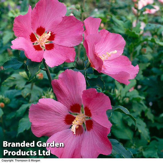 Hibiscus syriacus 'Woodbridge'