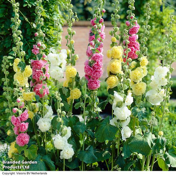 Classic Cottage Garden Perennial Collection