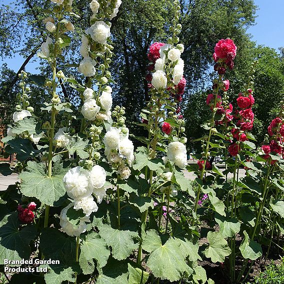 Hollyhock 'Chater's Double Mixed'