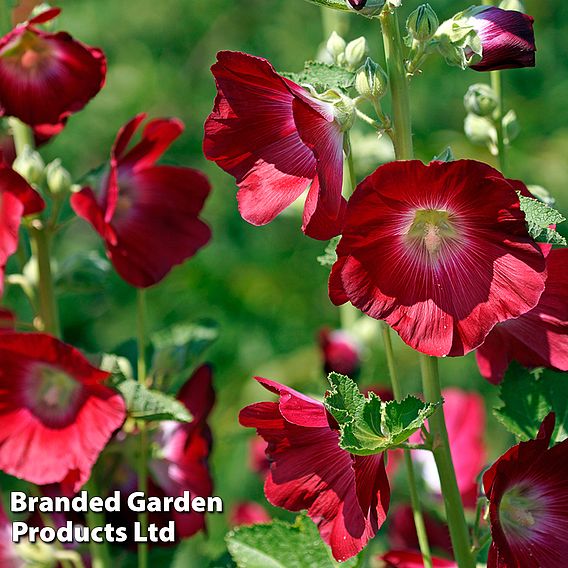 Hollyhock Duo