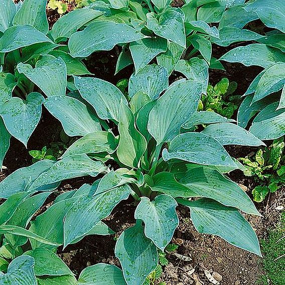 Hosta 'Blue Angel'