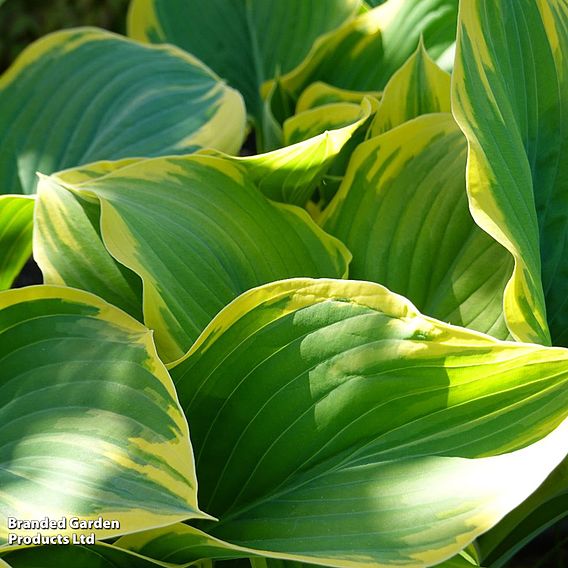 Hosta Decorative Collection