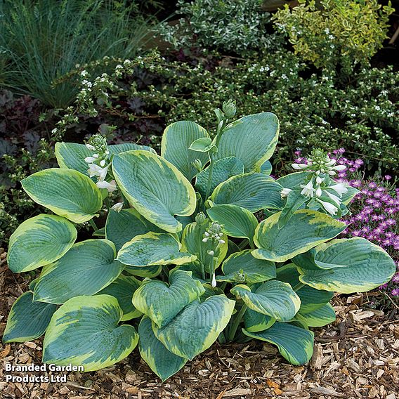 Hosta Decorative Collection