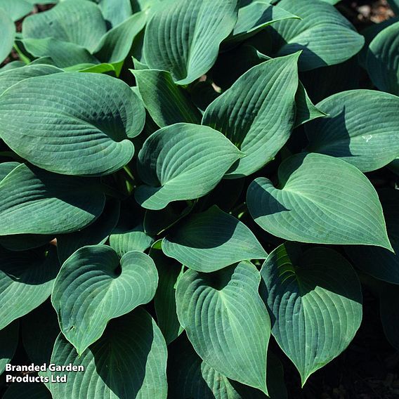 Hosta Decorative Collection