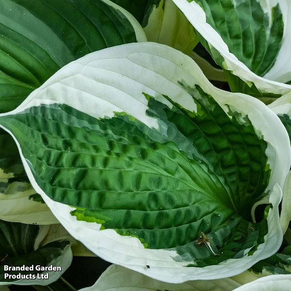 Hosta 'Patriot'