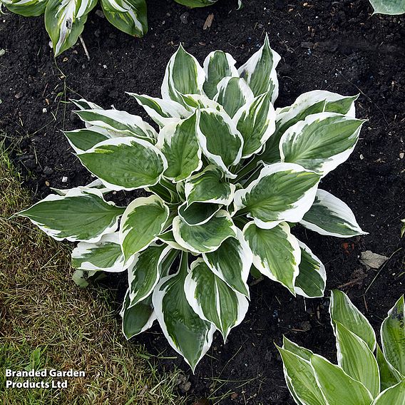 Hosta 'Patriot'