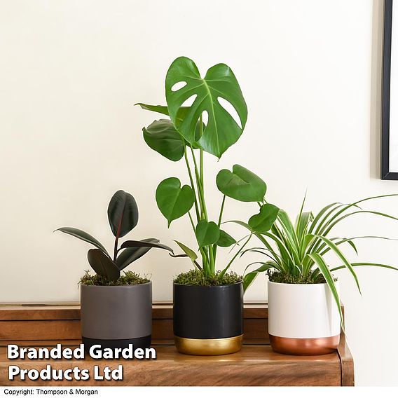 House Plant Urban Jungle Collection