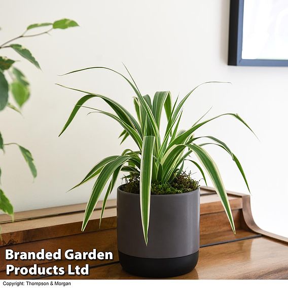 House Plant Urban Jungle Collection