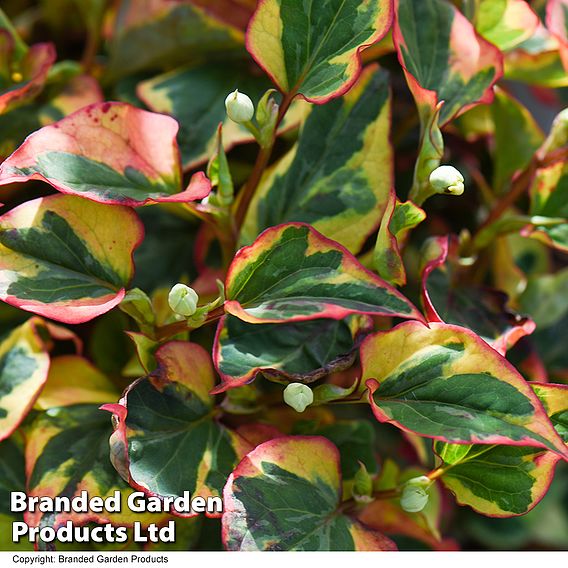 Houttuynia cordata 'Flame'