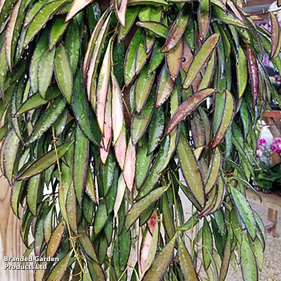 Hoya wayetii