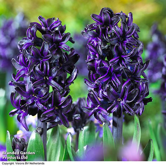 Hyacinth 'Dark Dimension'