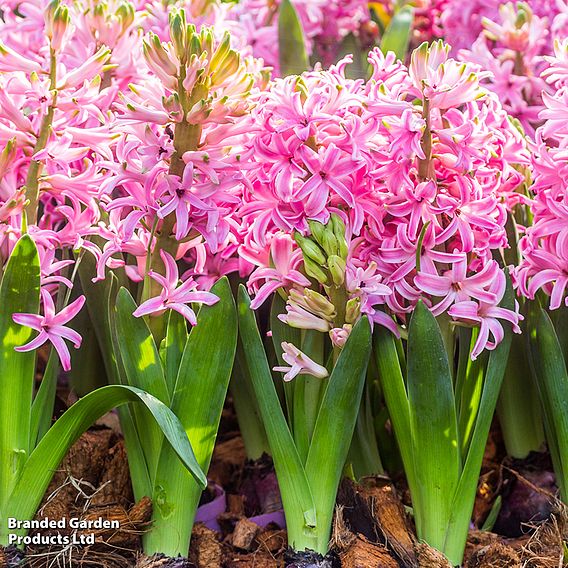 Hyacinth 'Pink Pearl' - Gift