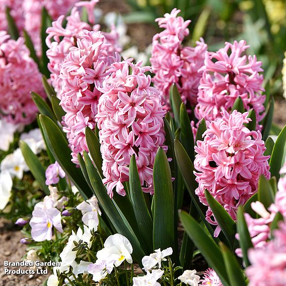 Hyacinth 'Pink Pearl' - Gift