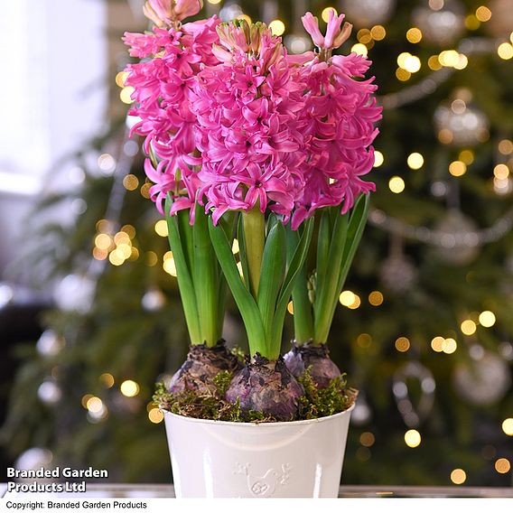 Hyacinth 'Pink Pearl' - Gift