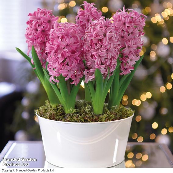 Hyacinth 'Pink Pearl' - Gift