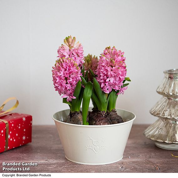 Hyacinth 'Pink Pearl' - Gift