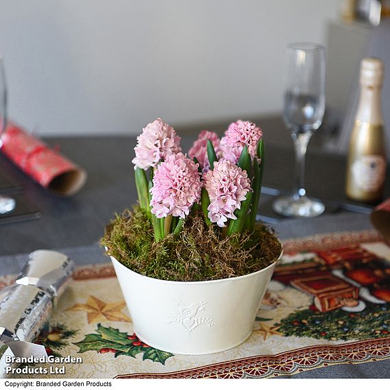 Hyacinth 'Pink Pearl' - Gift