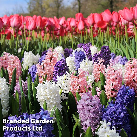 Hyacinth 'Value Mixed'