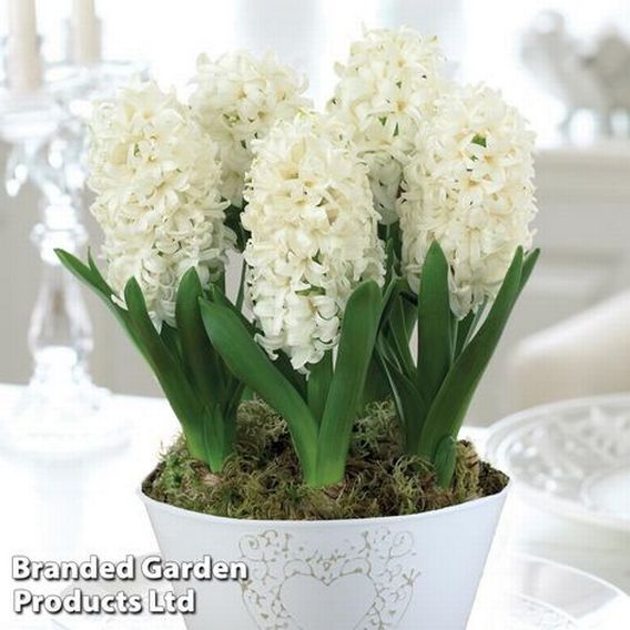 Hyacinth 'White Pearl' - Gift